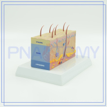 PNT-0554 Manufatura Modelo de estrutura de Pele Humana com alta qualidade